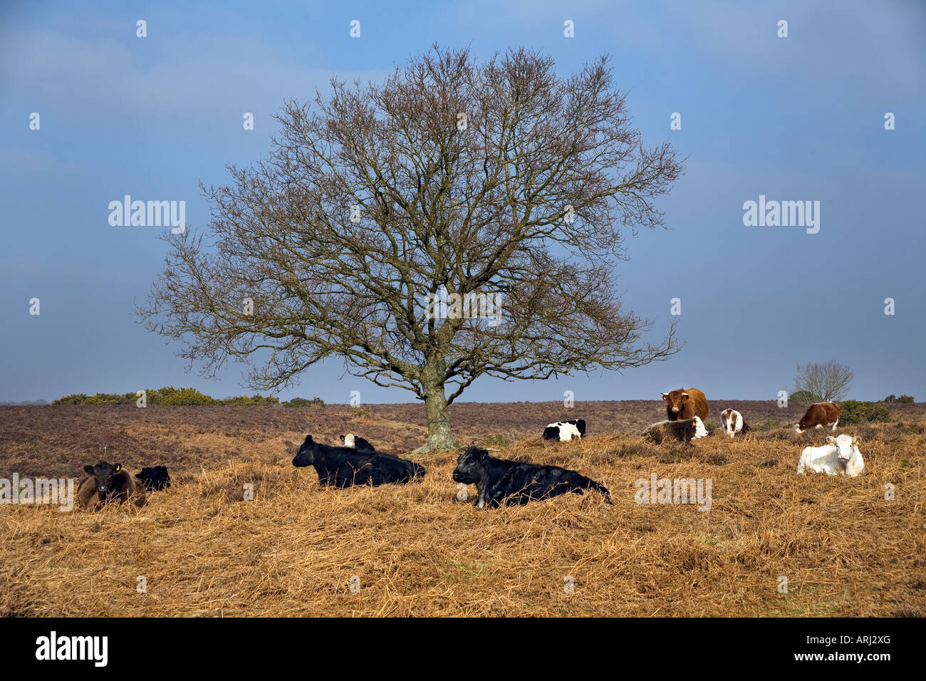 Nuova Foresta bovini seduto sotto inverno albero in bracken Foto Stock