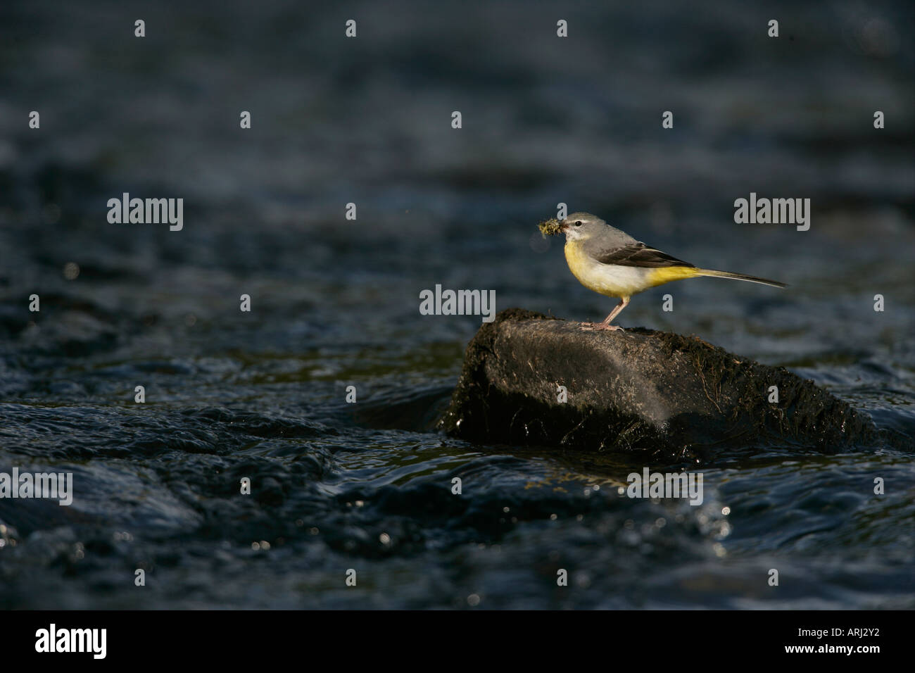 GRAY WAGTAIL Motacilla cinerea Galles femmina Foto Stock