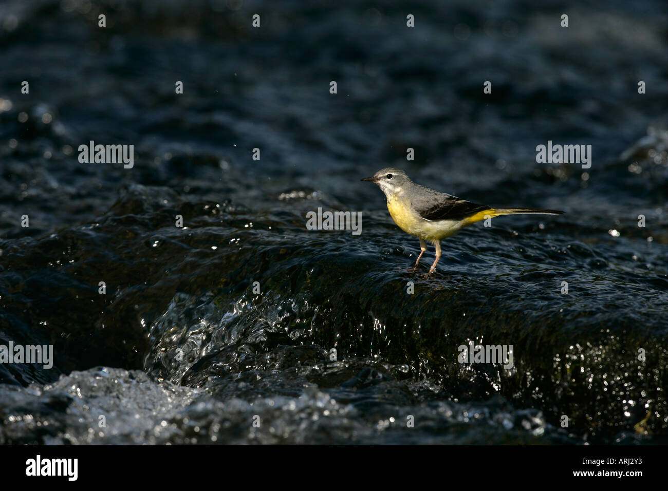 GRAY WAGTAIL Motacilla cinerea Galles femmina Foto Stock