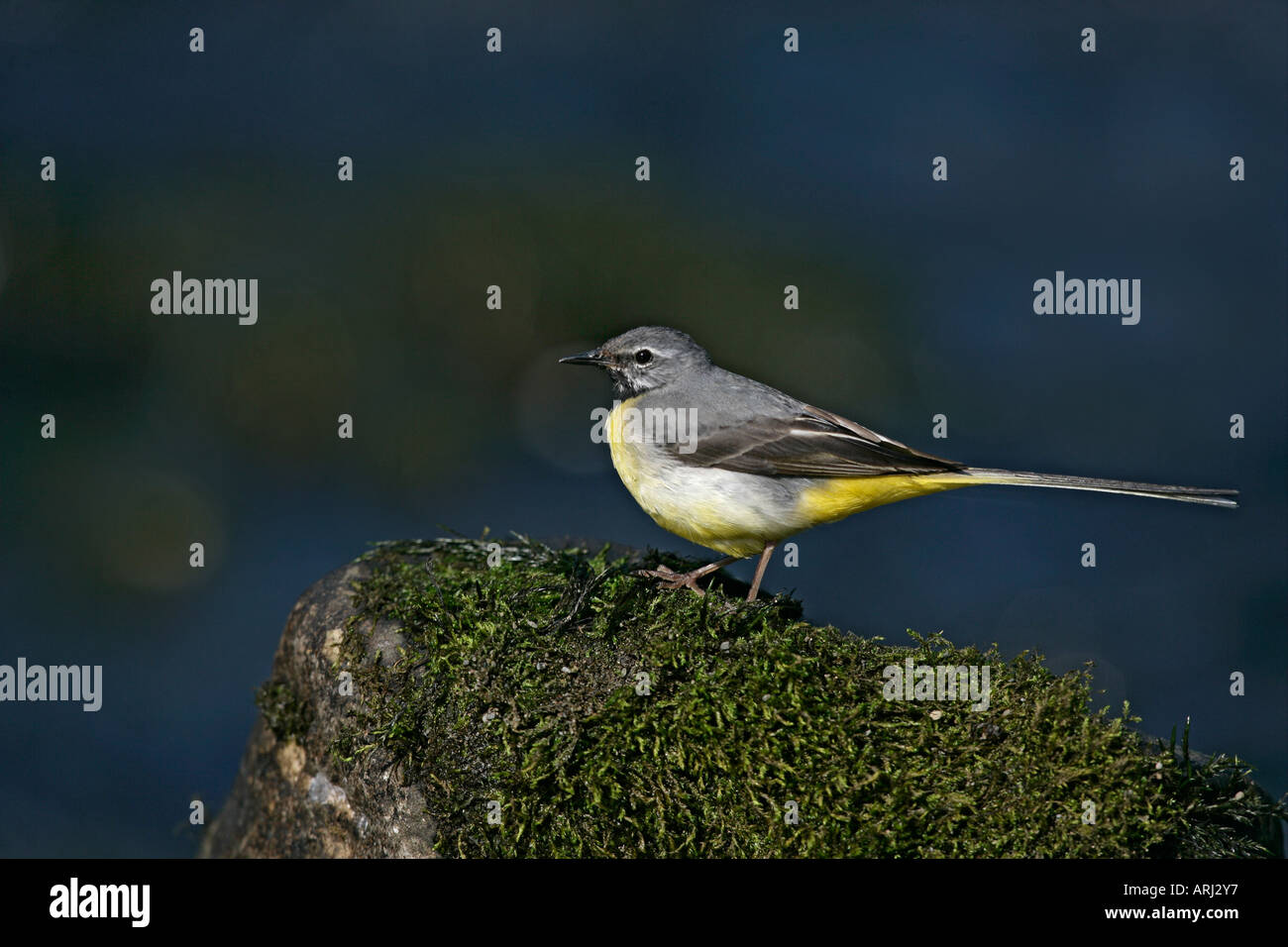 GRAY WAGTAIL Motacilla cinerea Galles maschio Foto Stock