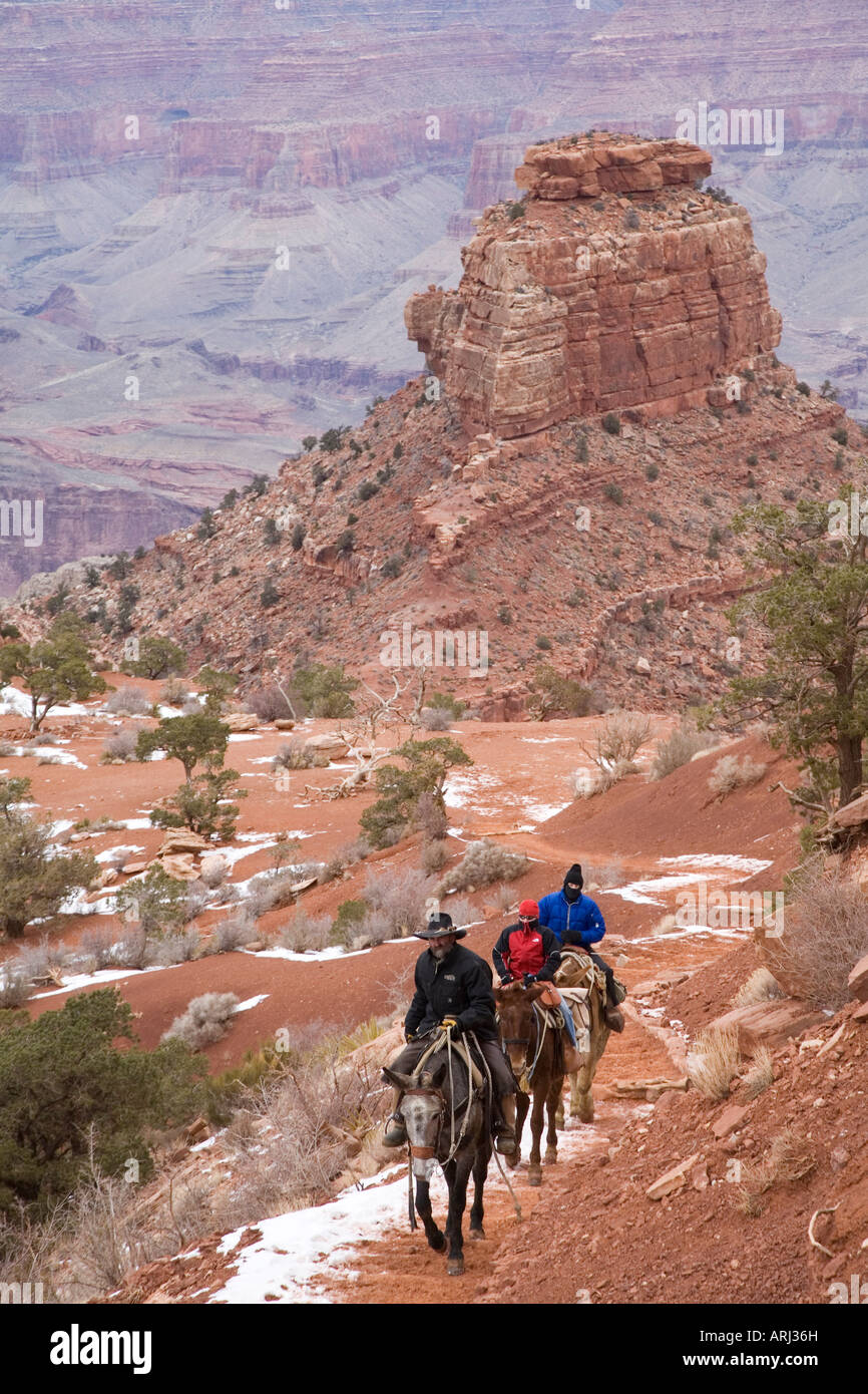 Una mulattiera si inerpica in treno il South Kaibab Trail nel Grand Canyon in inverno Foto Stock