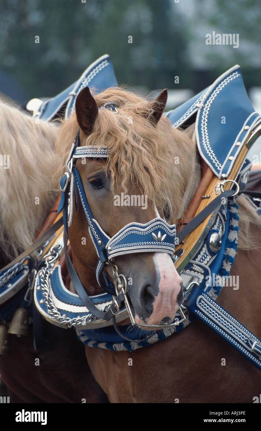 Sud coldblood tedesco (Equus przewalskii f. caballus), ritratto Foto Stock