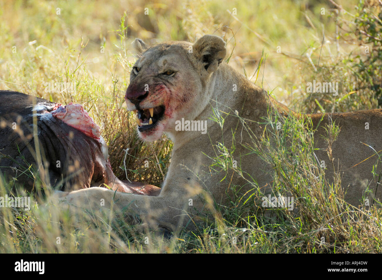 Lion a un gnu kill, Serengeti, Tanzania Foto Stock