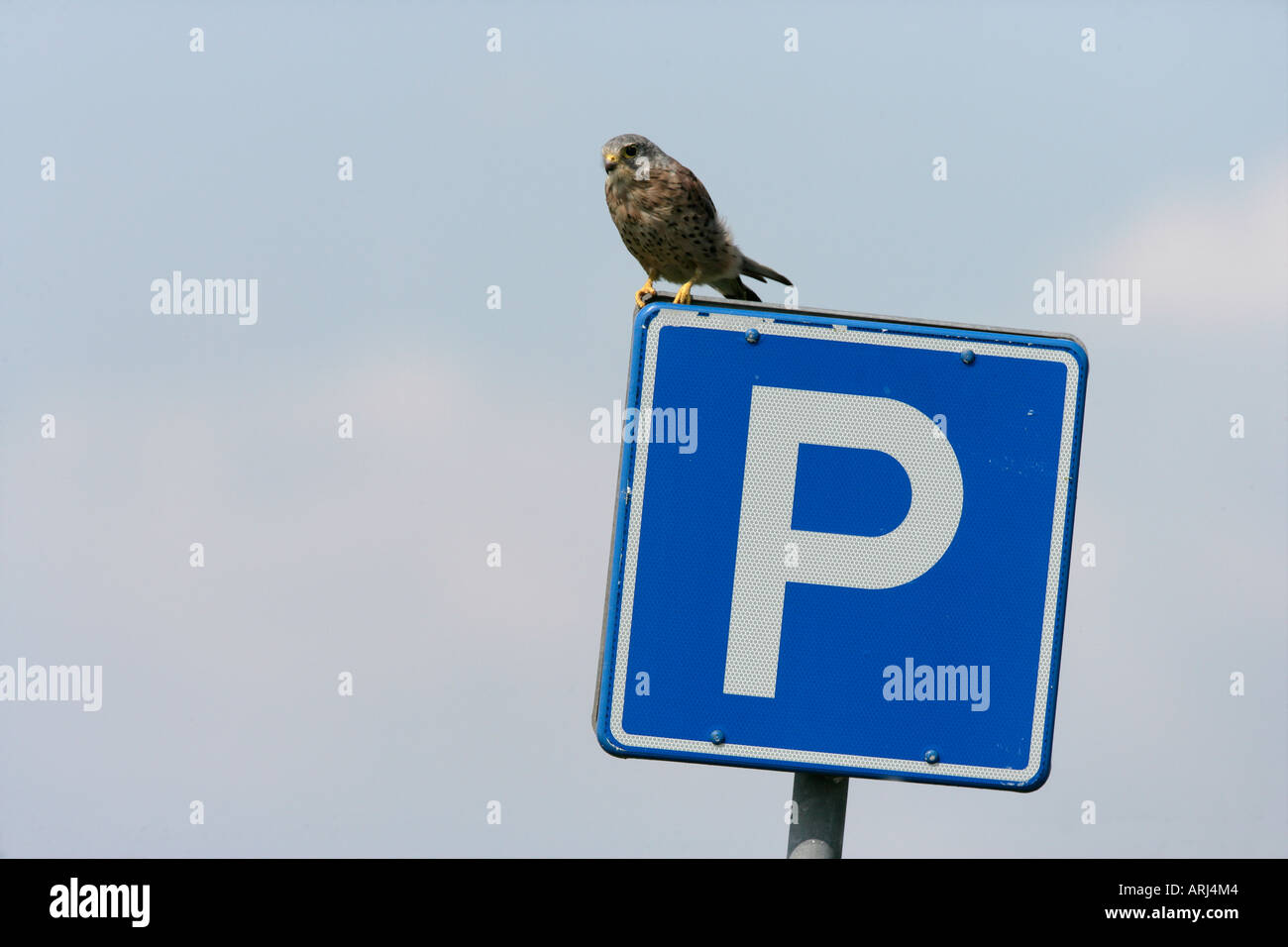 Il Gheppio Falco tinnunculus maschio su segno Texal Holland estate Foto Stock