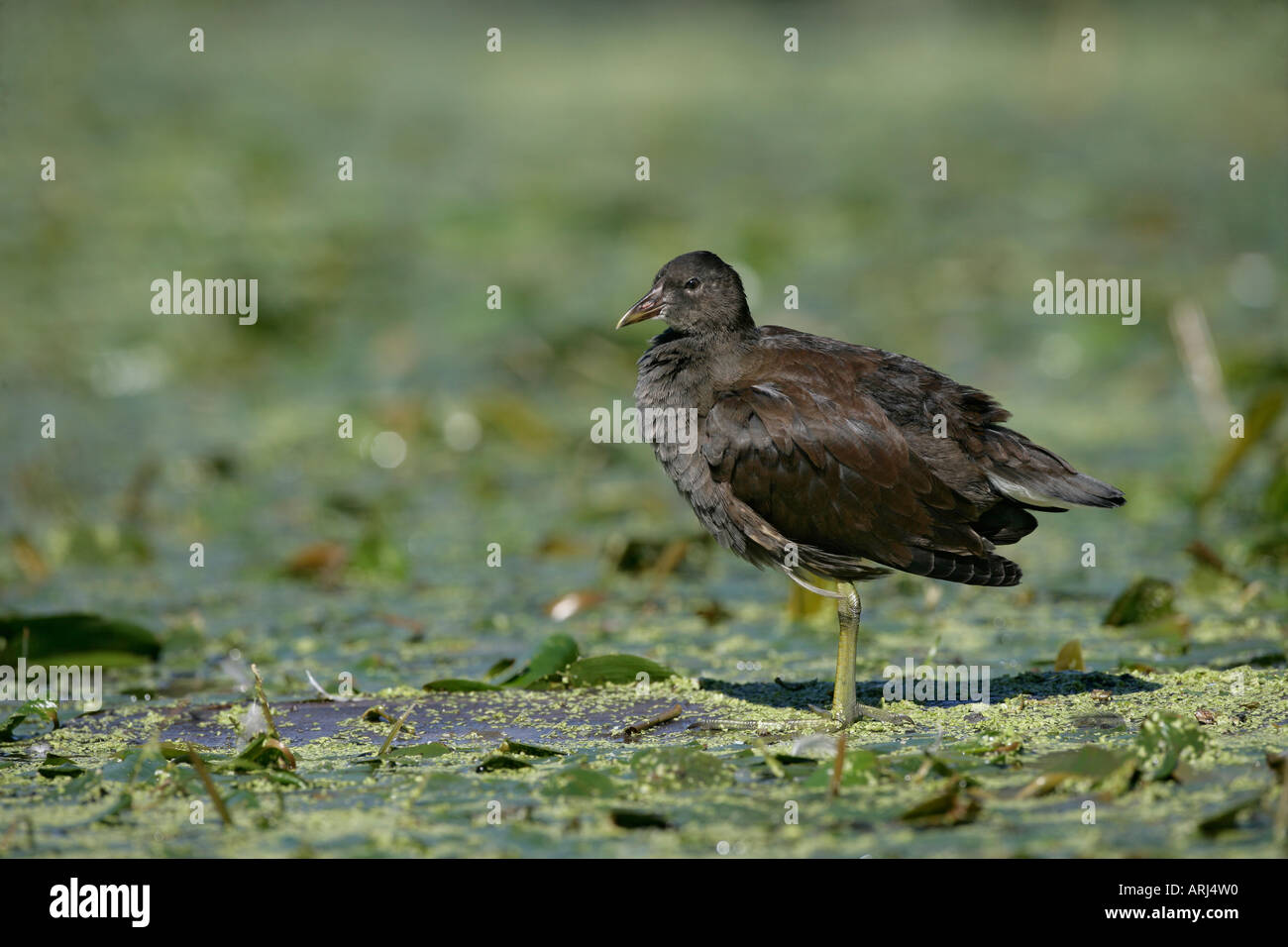 MOORHEN Gallinula chloropus immaturi, DERBYSHIRE REGNO UNITO Foto Stock