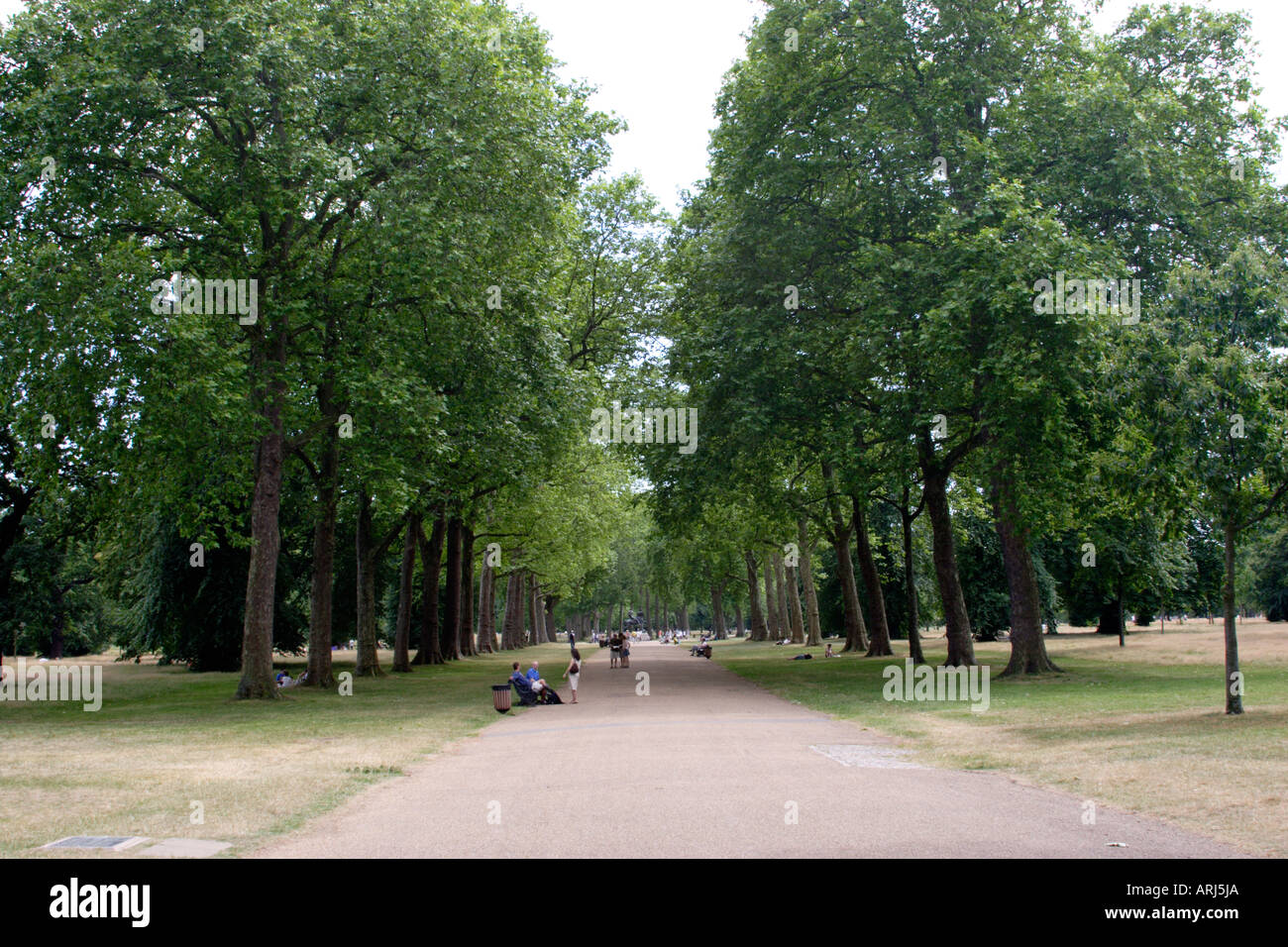 Viale alberato percorso Kensington Gardens LONDRA Foto Stock