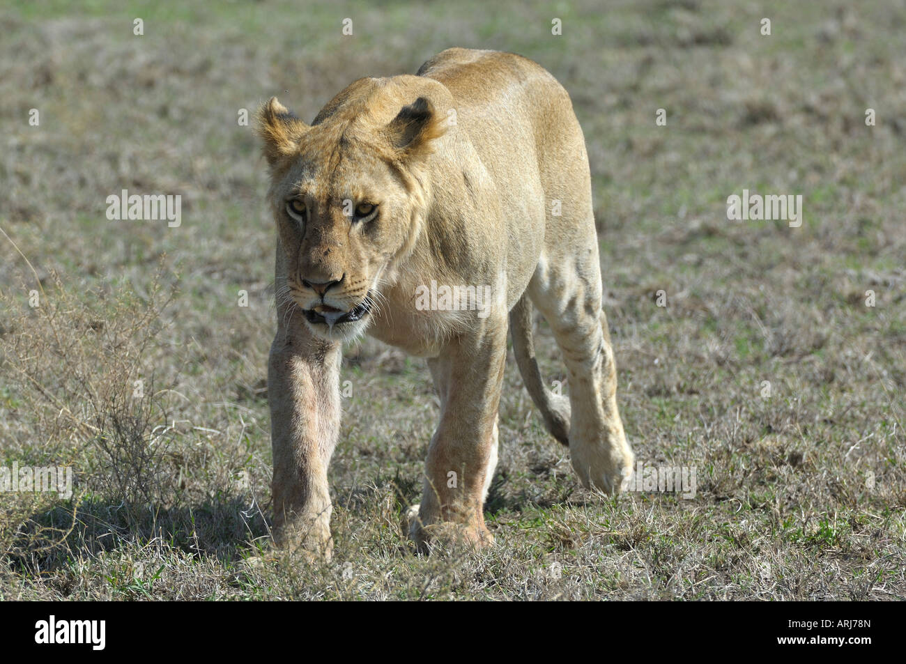 Maschio di leone,un leoncello,Serengeti,Tanzania Foto Stock