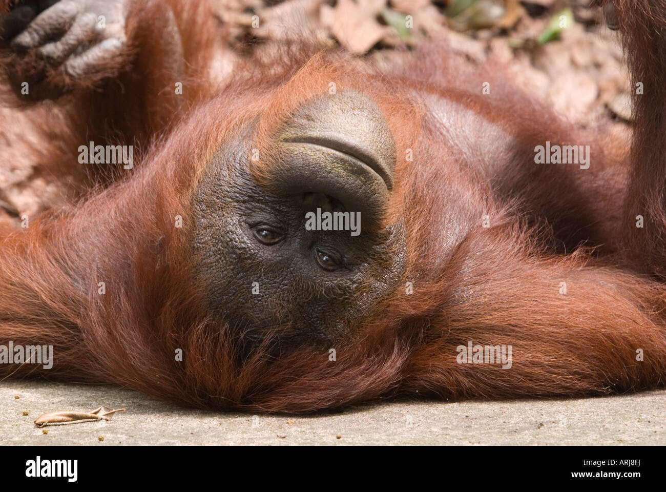 Giovani orangutan Pongo pygmaeus in appoggio sul pavimento con le braccia e piedi in aria Foto Stock