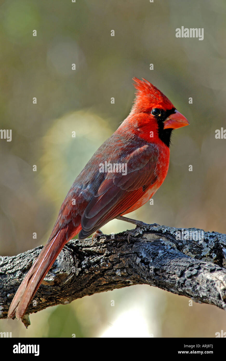 Il Cardinale settentrionale, Cardinalis cardinalis, Uccello Rosso, bellissimo uccello, il Texas del sud in febbraio. Una delle più belle canzoni bird Foto Stock
