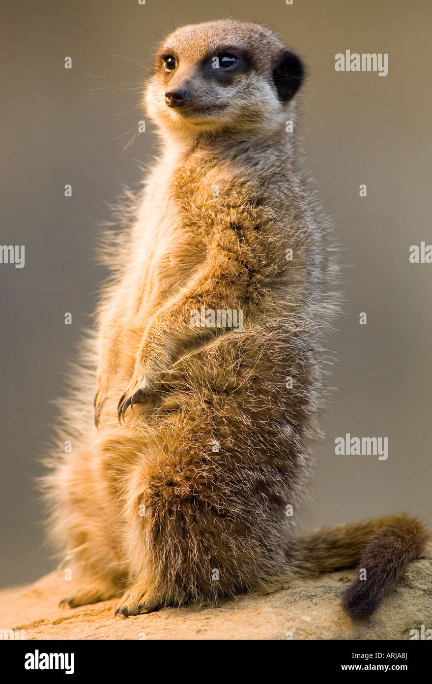 Un Meerkat crogiolarsi nella luce del sole serale Foto Stock