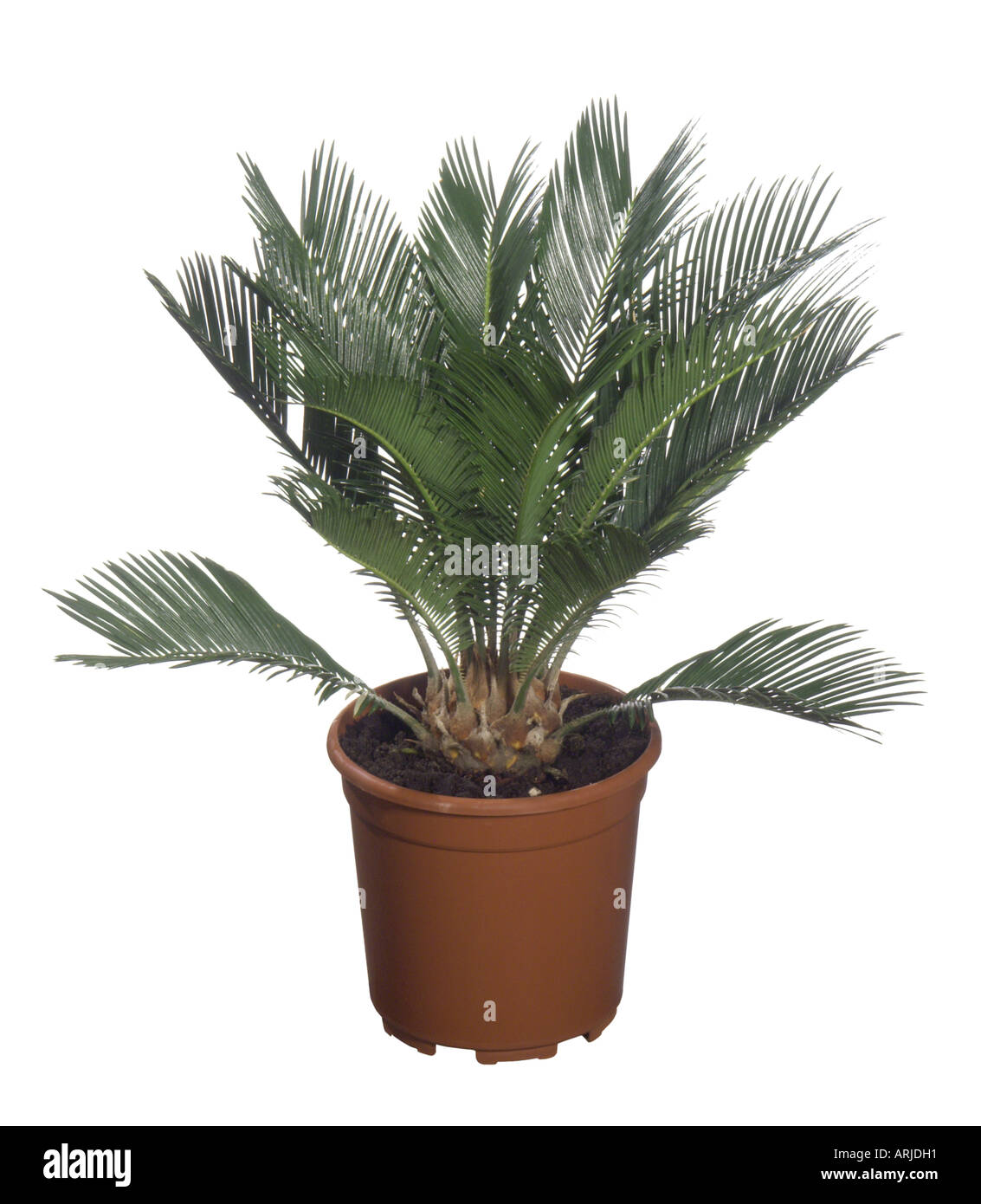 Il sago palm (Cycas revoluta), pianta in vaso Foto Stock