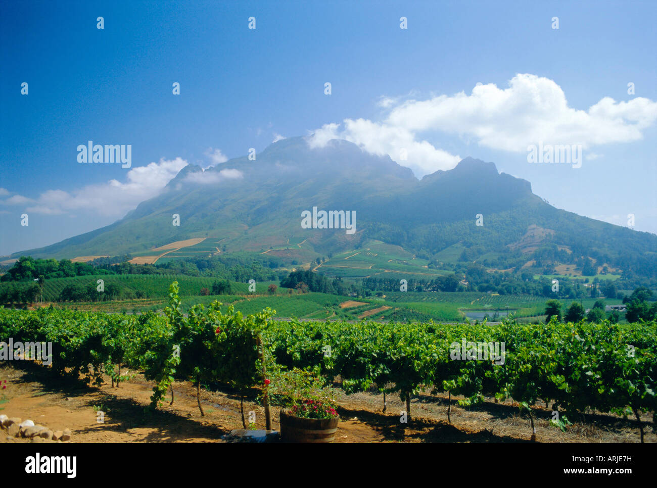 Vigneto, Stellenbosch, Cape Winelands, Sud Africa Foto Stock