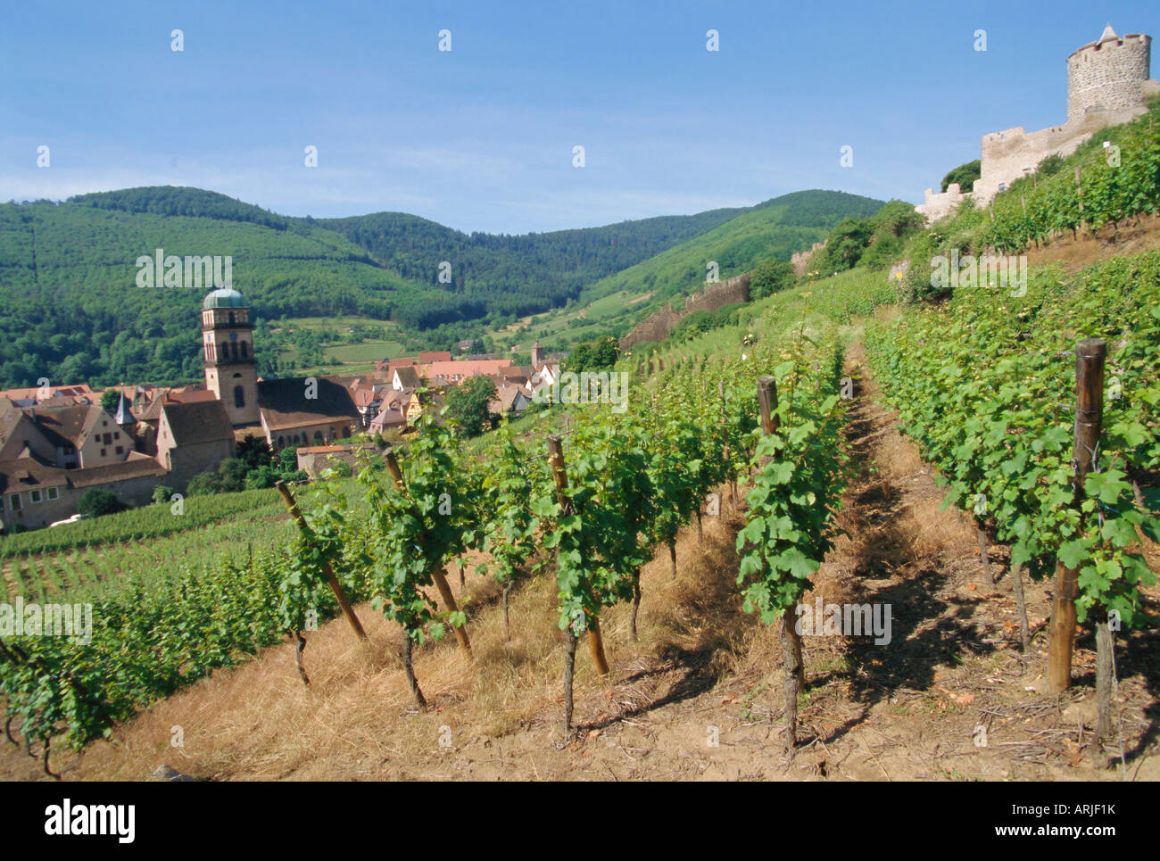 Vigneti, Kaysersberg, Haute-Rhin, Francia, Europa Foto Stock