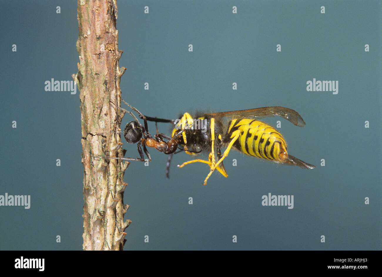 Legno formica (Formica rufa) trasportare wasp Foto Stock