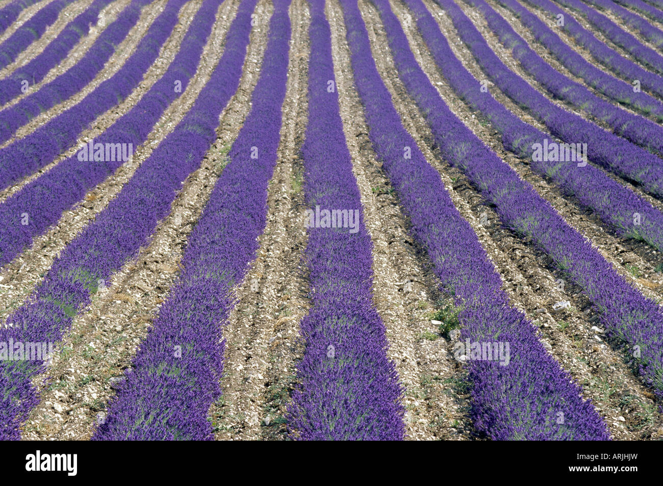 Campo di lavanda, Sault, Vaucluse Provence, Francia Foto Stock