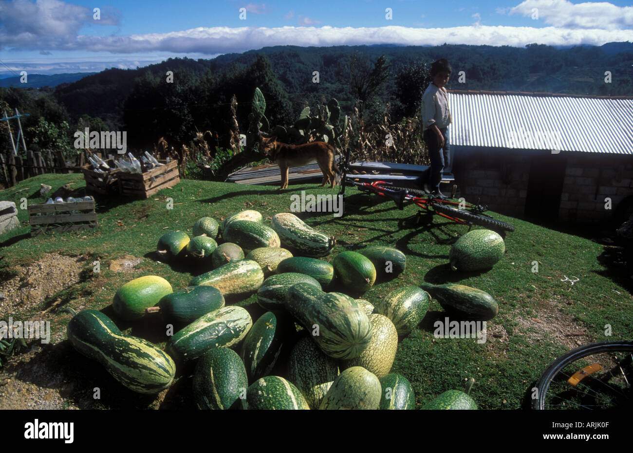 I cocomeri per la vendita sul piccolo agriturismo vicino a Zinacantan Chiapas Foto Stock