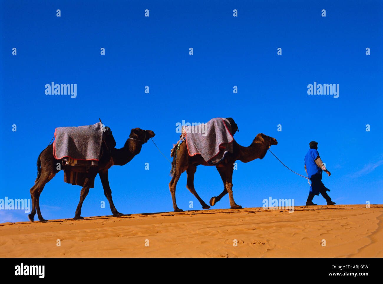 Camel train attraverso il deserto, Marocco, Africa del Nord Foto Stock