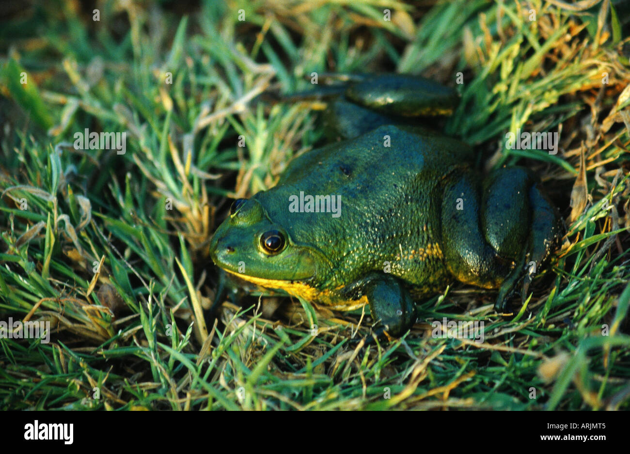 Chubby rana, Asian verniciata (rana Kaloula pulchra) Foto Stock