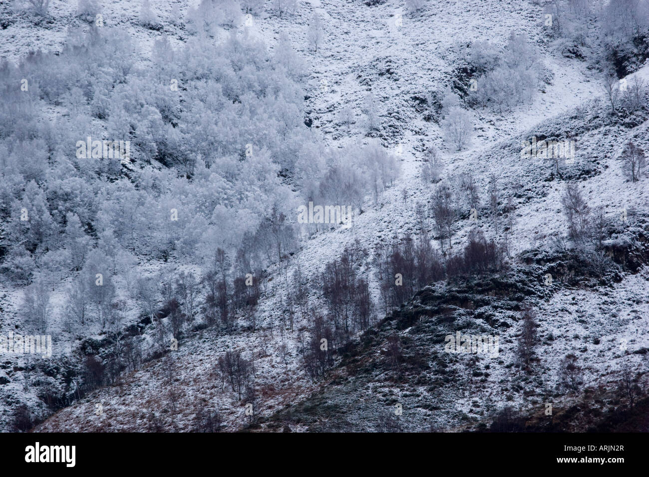Snowy betulla e conifere alberi di pino su pendii montani sopra a Kinlochleven, Scozia Foto Stock