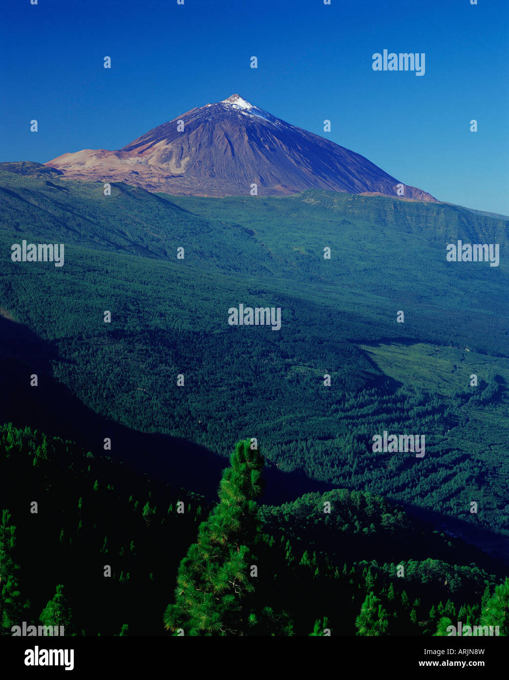 Il picco del Teide e pini dal Mirador Ortuno, Parque Nacional del Teide Tenerife, Isole Canarie, Spagna, Europa Foto Stock