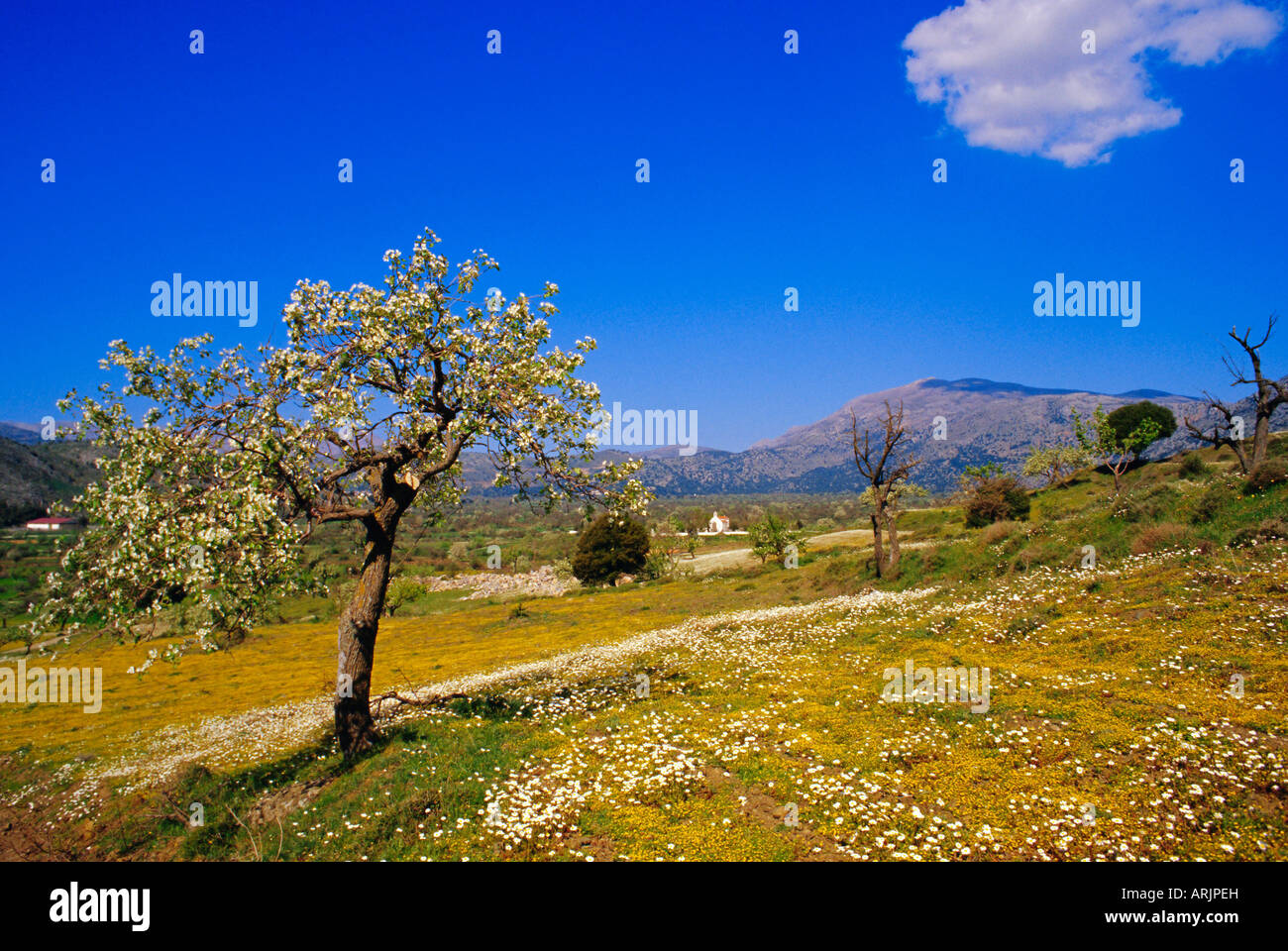 Gli alberi in fiore e i fiori di primavera vicino a Messa, altopiano di Lassithi, Creta, Grecia Foto Stock