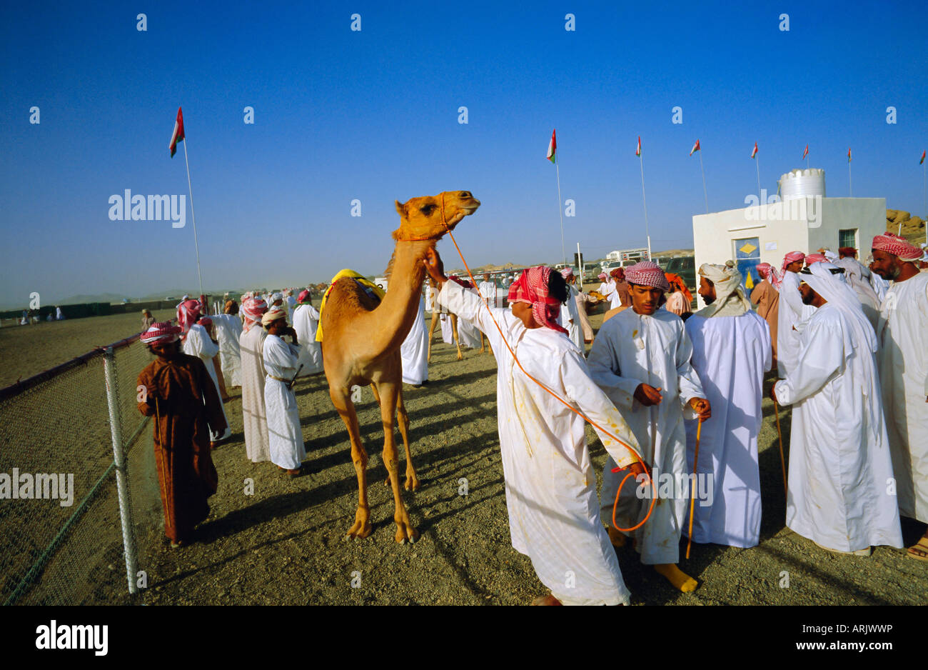 Camel Race Course, Mudaibi, Oman, Medio Oriente Foto Stock