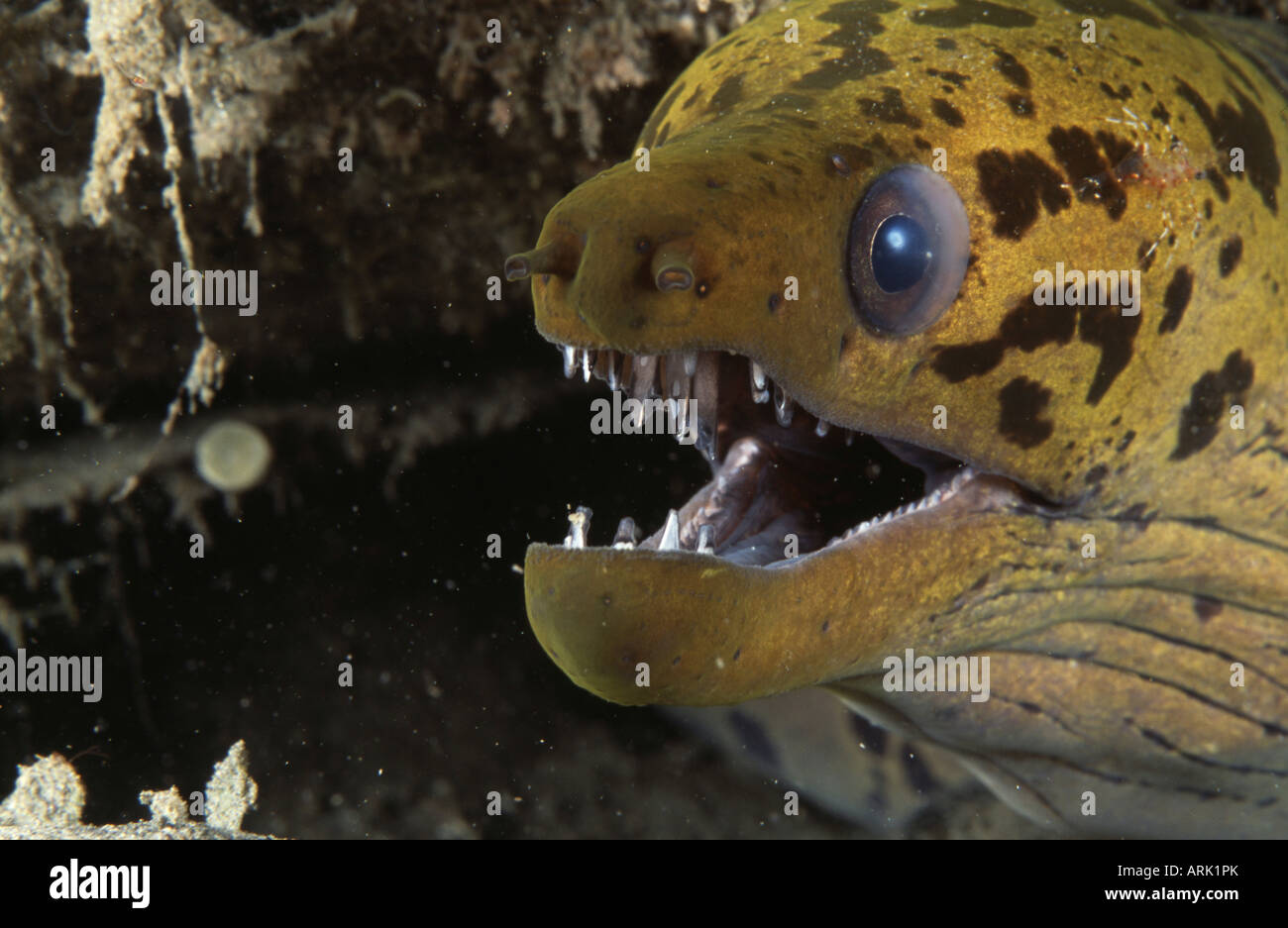 Close-up di un Spotted moray eel (Gymnothorax fimbriatus) Foto Stock