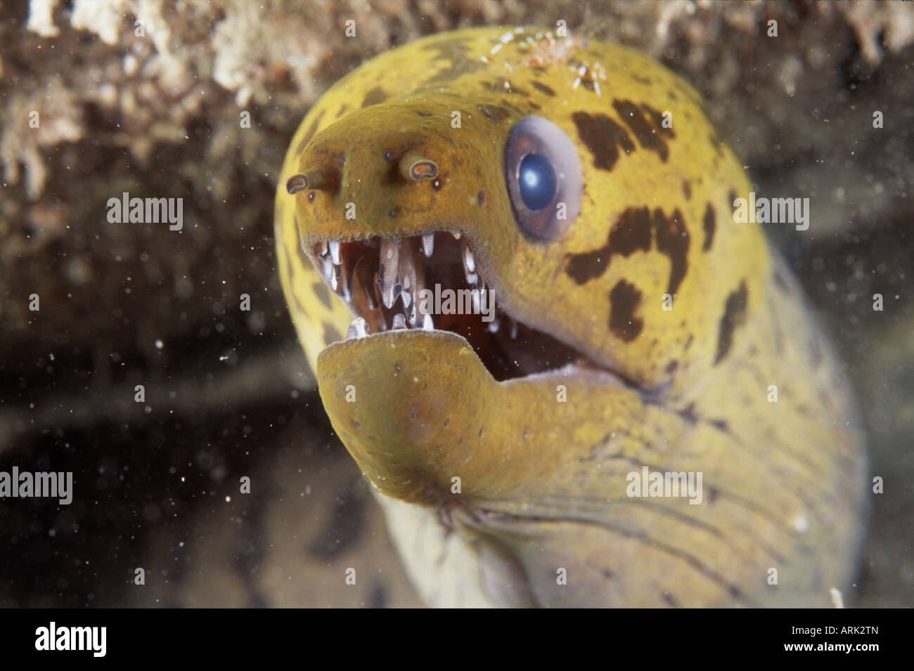 Close-up di un Spotted moray eel (Gymnothorax fimbriatus) Foto Stock