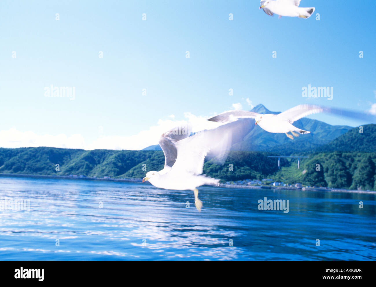 Seagull, Hokkaido, Giappone Foto Stock