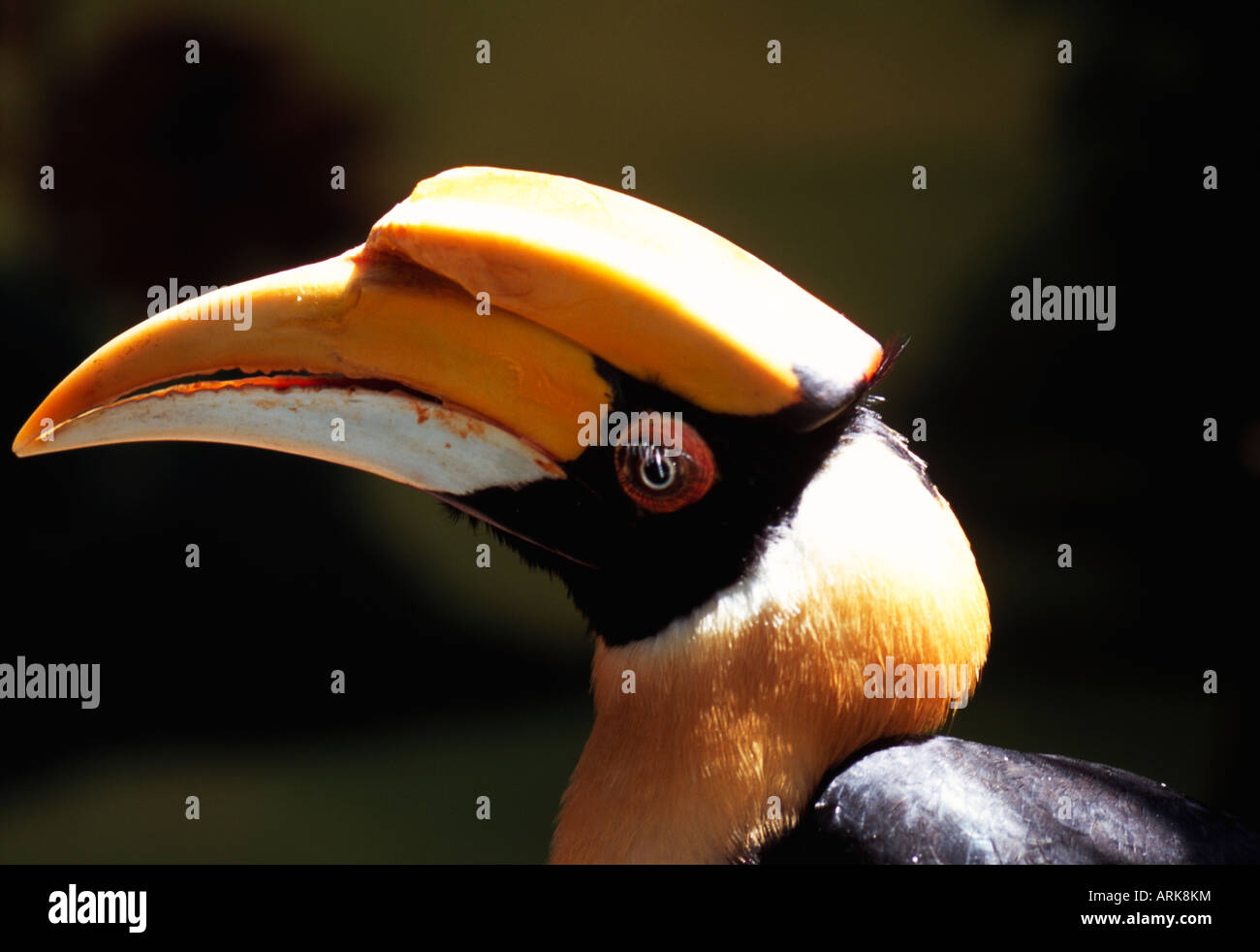 Hornbill, Kuala Lumpur, KL, Malaysia Foto Stock