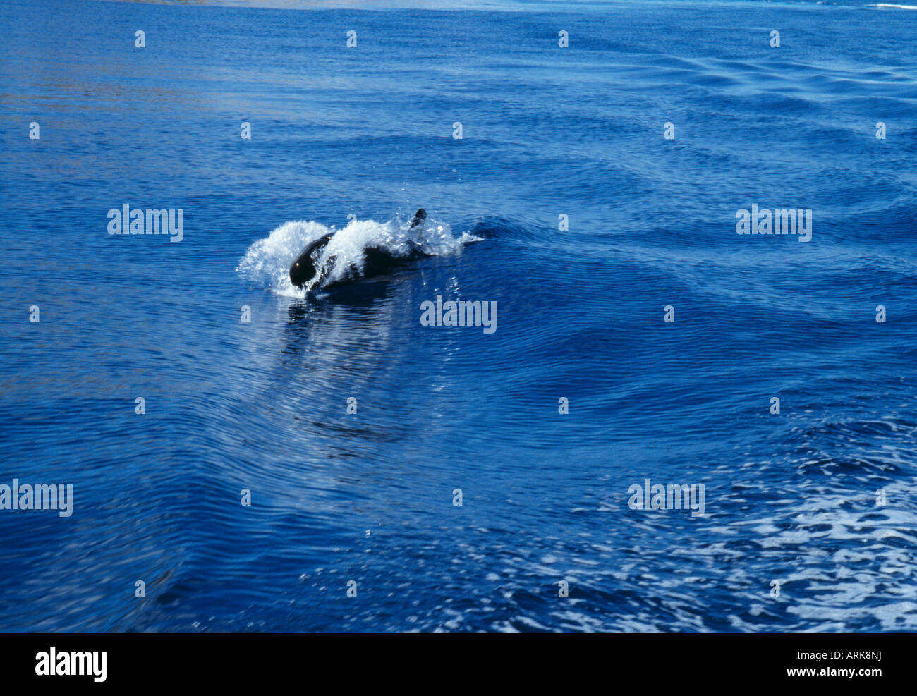 Falso Killer Whale (Pseudorca crassidens), la Grande Barriera Corallina, Australia Foto Stock