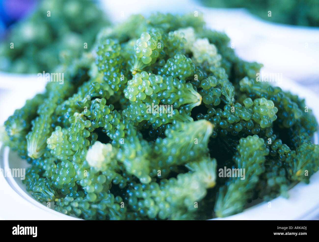 Le uve del mare (Caulerpa lentillifera) Foto Stock