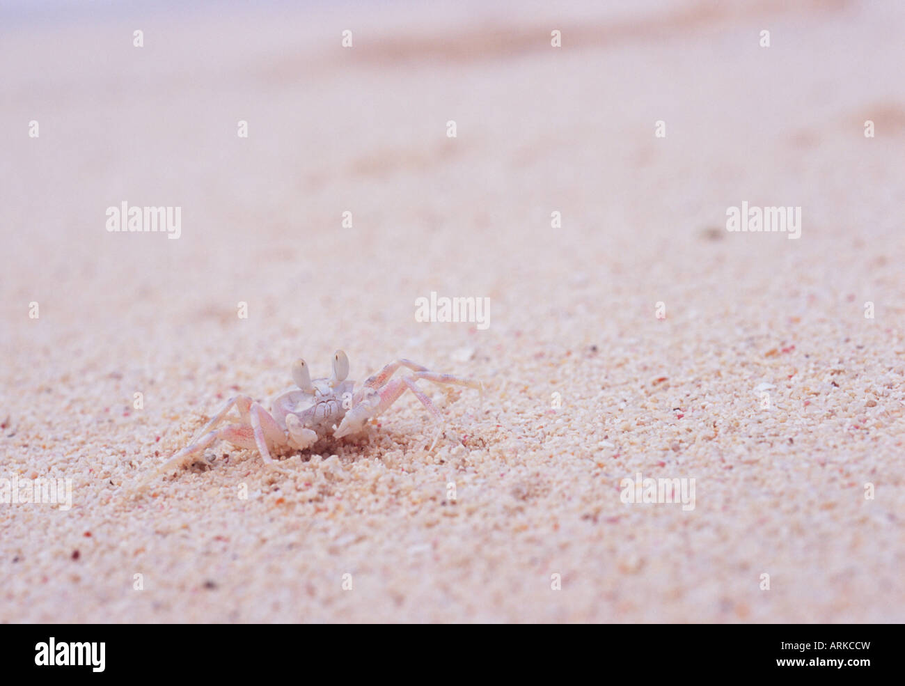Il granchio di sabbia sulla spiaggia, Saipan Foto Stock
