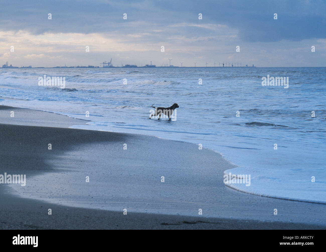 Un cane sulla spiaggia, Knokke, Belgio Foto Stock