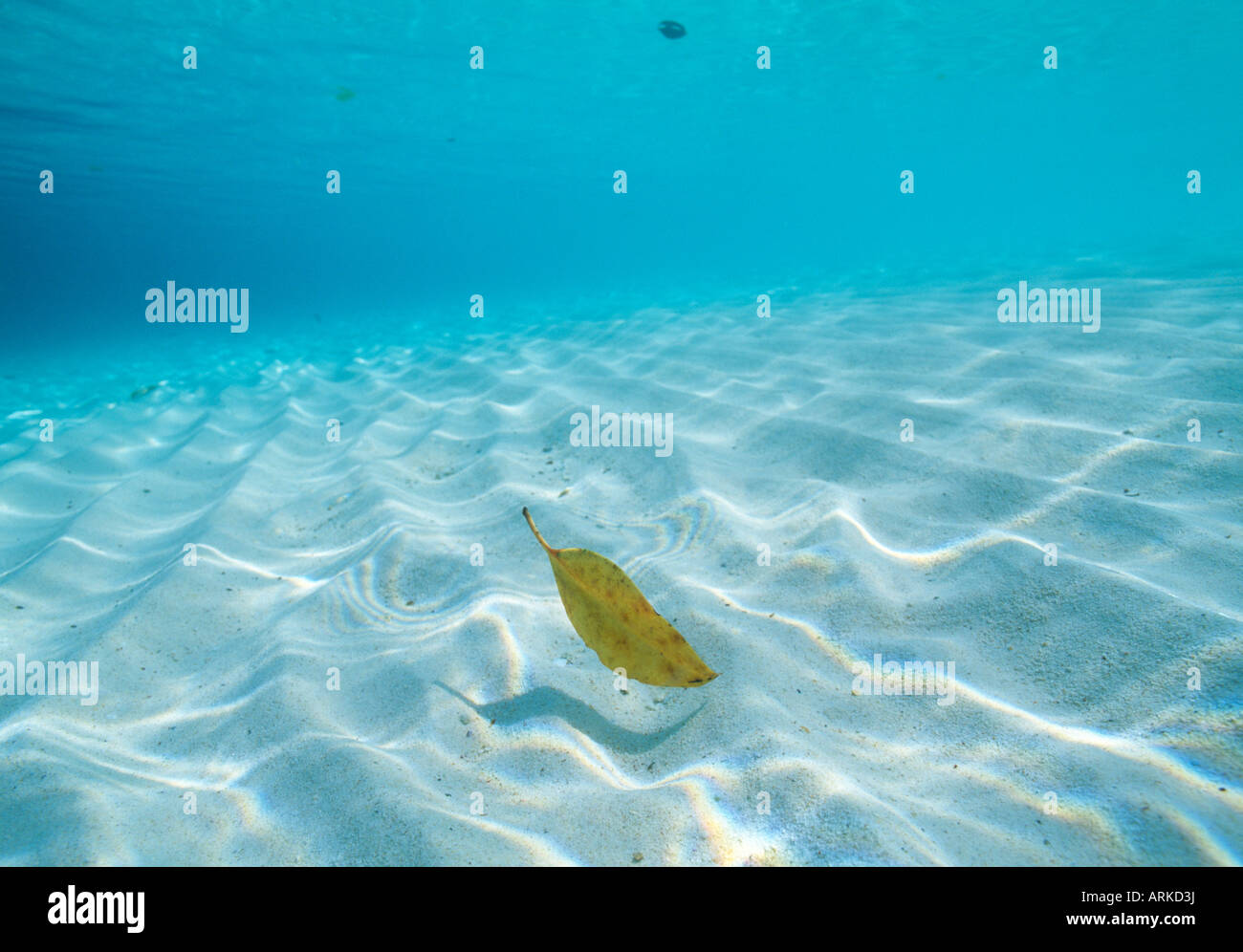 Una foglia in acqua Foto Stock