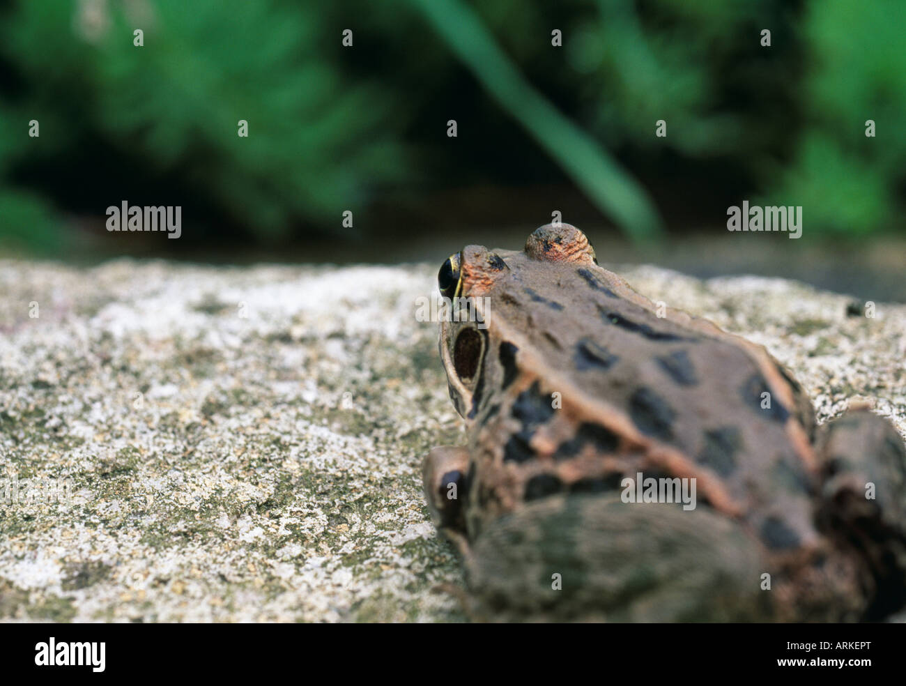 Una rana su una roccia Foto Stock