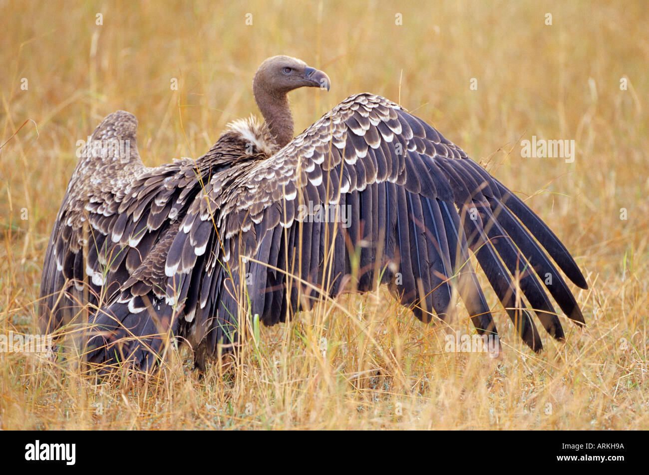 La Ruppell griffon / Gyps rueppellii Foto Stock