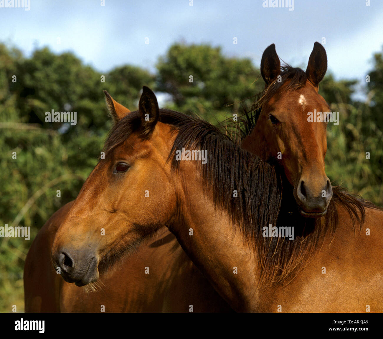 Due inglese cavalli purosangue Foto Stock