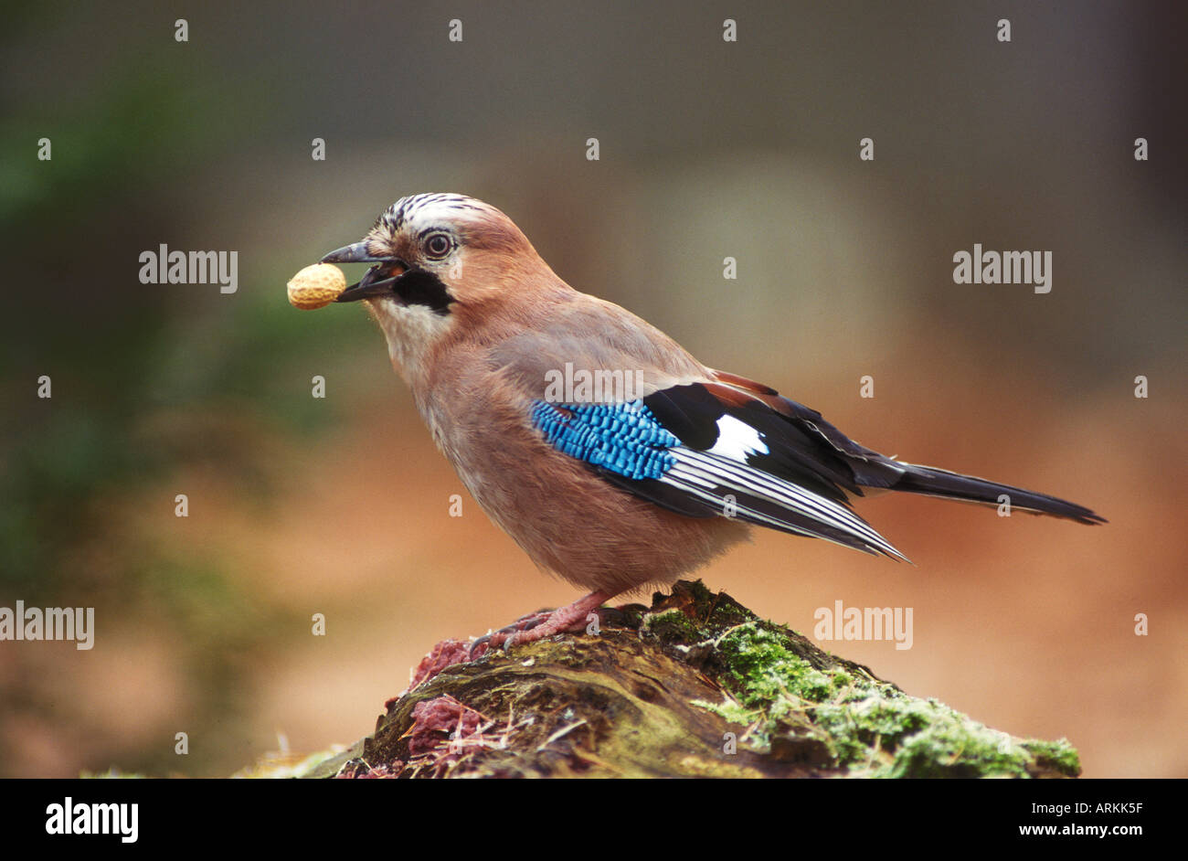 Jay con dado / Garrulus glandarius Foto Stock