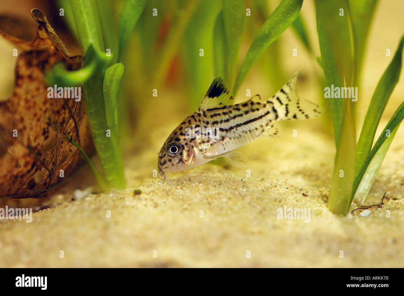 Pesce gatto leopardo (Corydoras julii). Dingle pesce nuoto in anaquarium Foto Stock