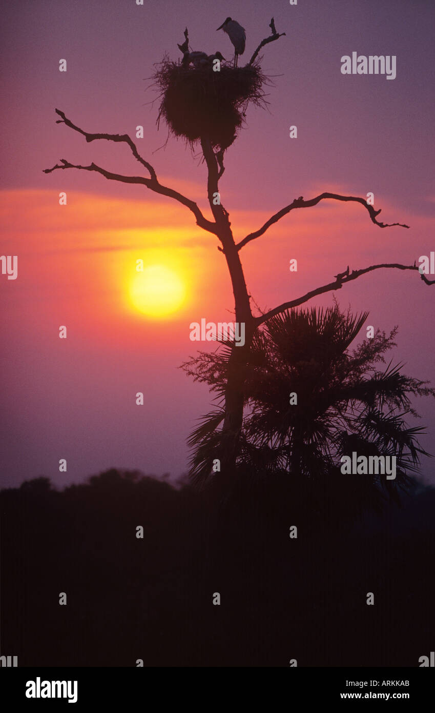Jabiru Aeroporto con cuscini - tramonto / Jabiru Aeroporto mycteria Foto Stock