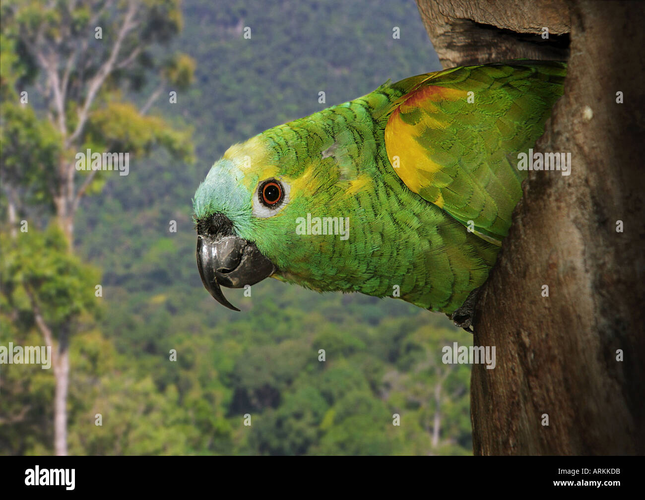 Blu-fronteggiata amazon - nel tronco cavo / Amazon aestiva Foto Stock