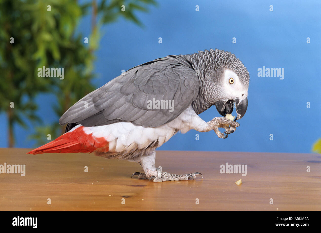 Gray Parrot - mangiando un dado / Psittacus erithacus Foto Stock