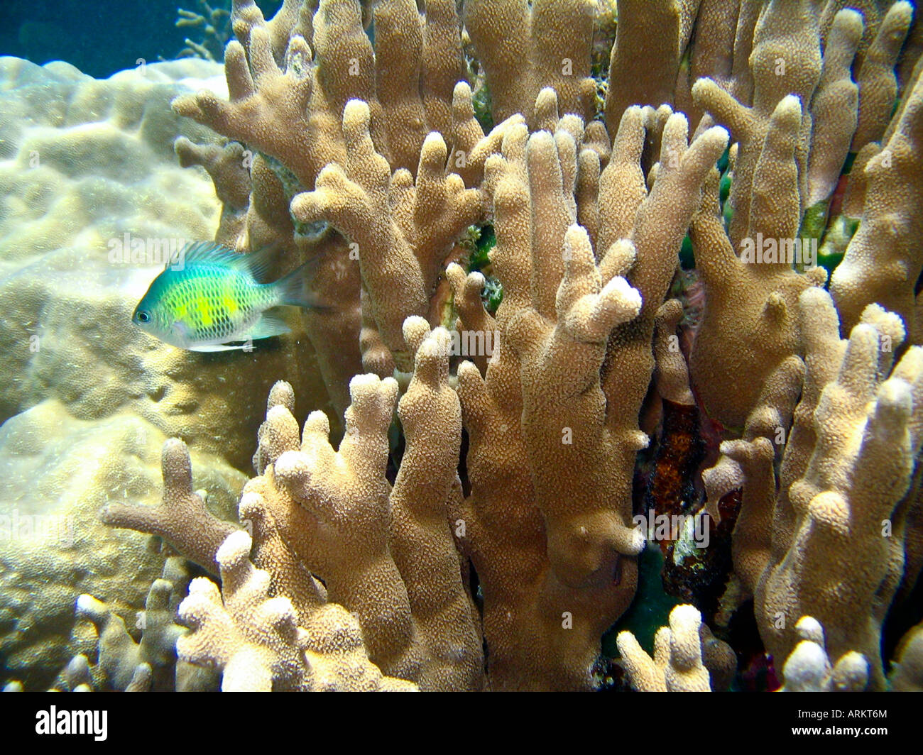Pesci e coralli Immersioni Subacquee Yap Island Foto Stock