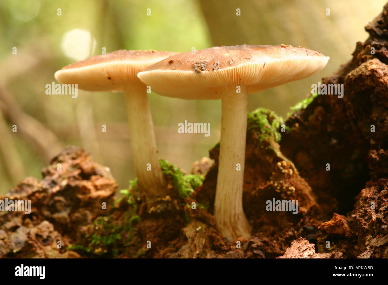 Cervinus plateus funghi fawn pluteo su legno marcescente Foto Stock