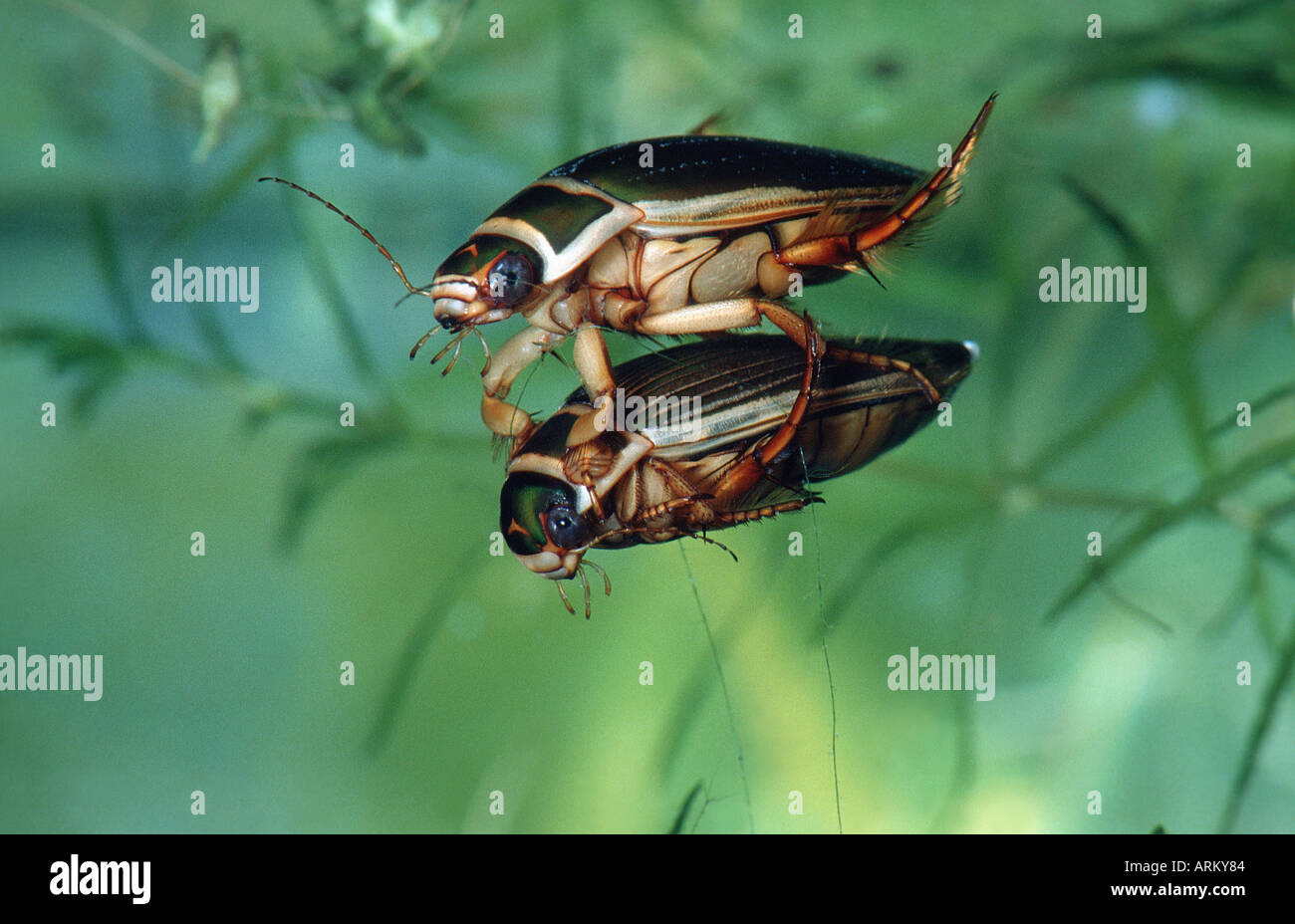 Grande diving beetle (Dytiscus marginalis), giovane. Foto Stock