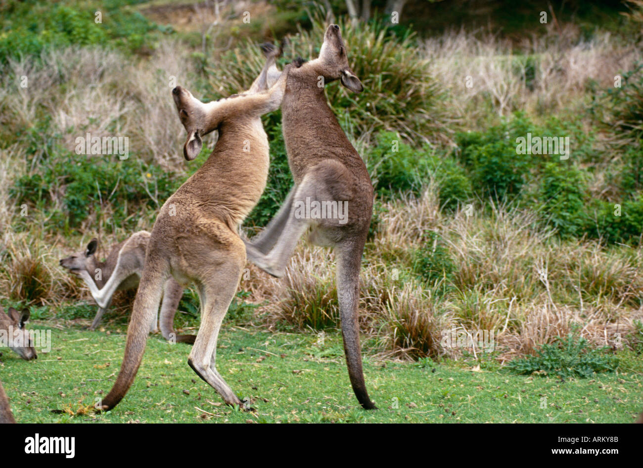 Orientale canguro grigio (Macropus giganteus), combattendo i maschi, Australia, Murramarang NP Foto Stock