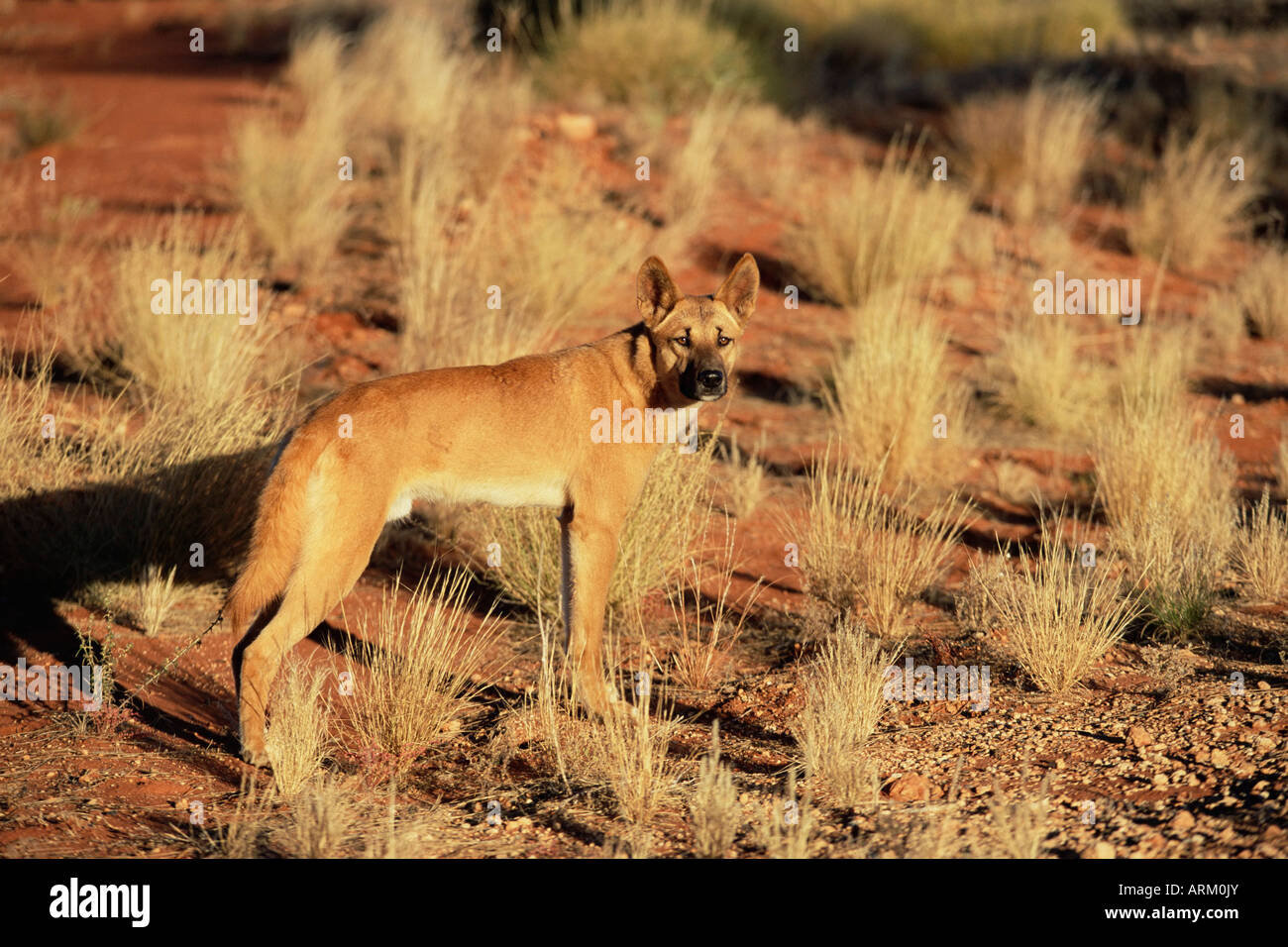 Dingo, canis familiaris dingo, Red Centre, Territorio del Nord, l'Australia, il Pacifico Foto Stock