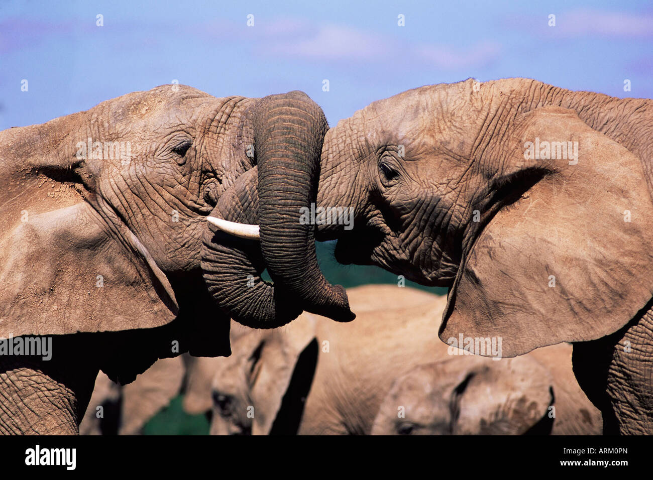 Elefante africano Loxodonta africana, wrestling, Addo, Sud Africa e Africa Foto Stock