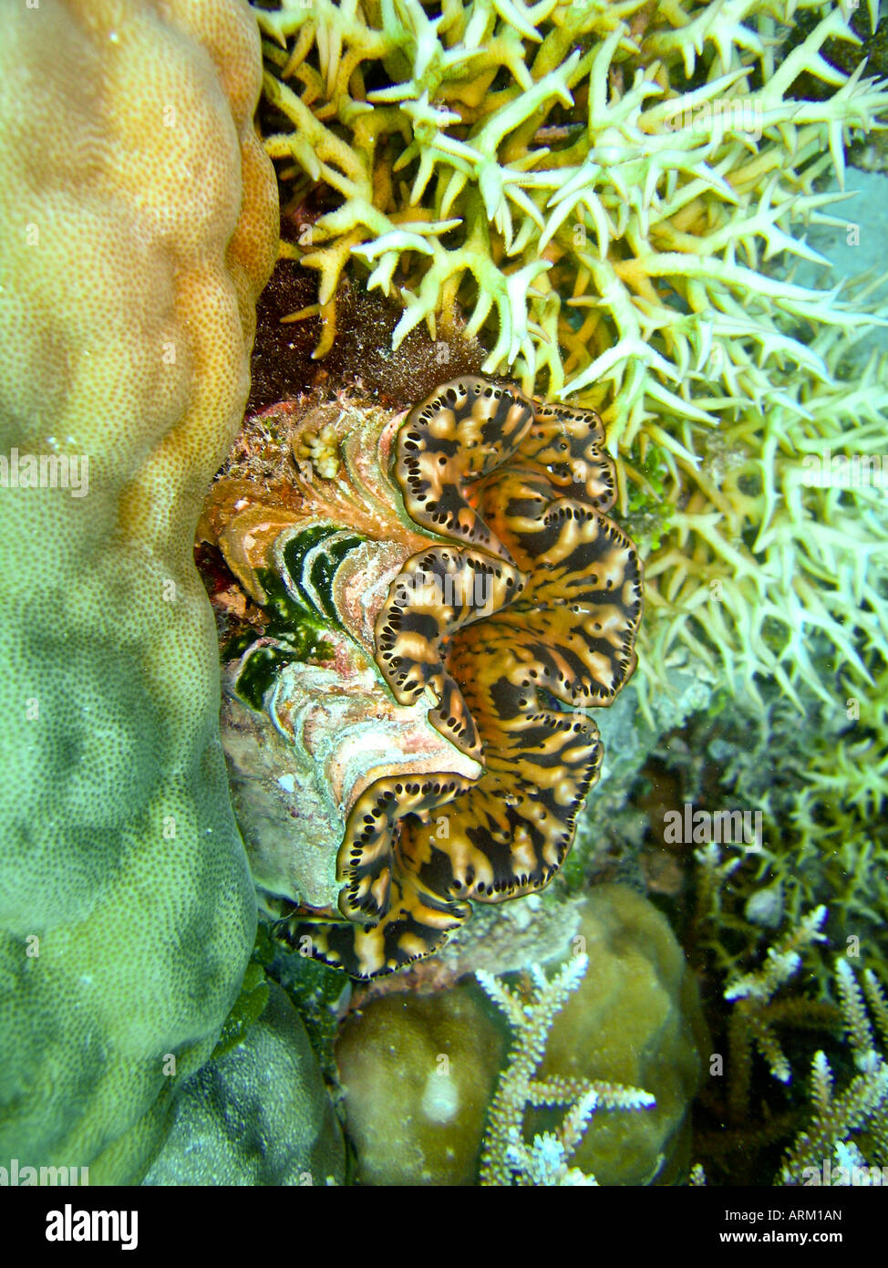 Vongola subacquea Immersioni Isola di Palau Foto Stock